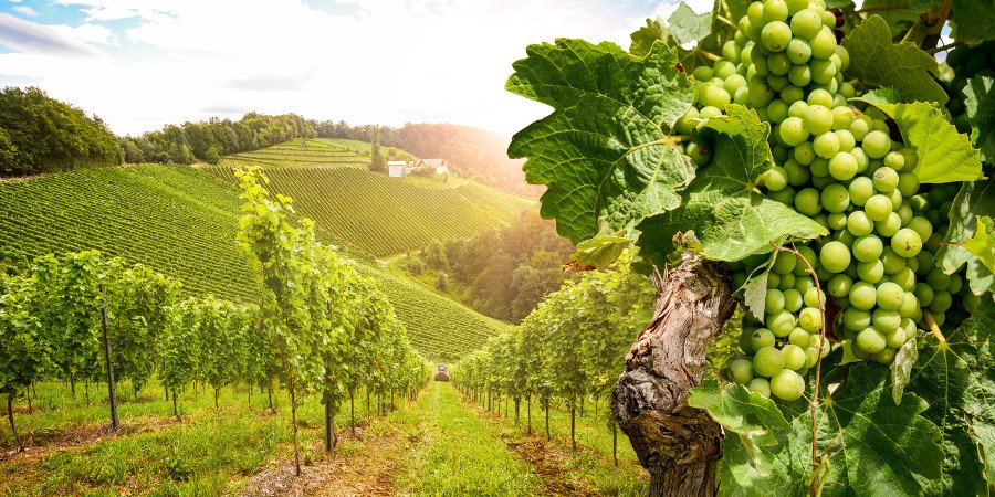 Lungo la ‘Via del vino’ slovena