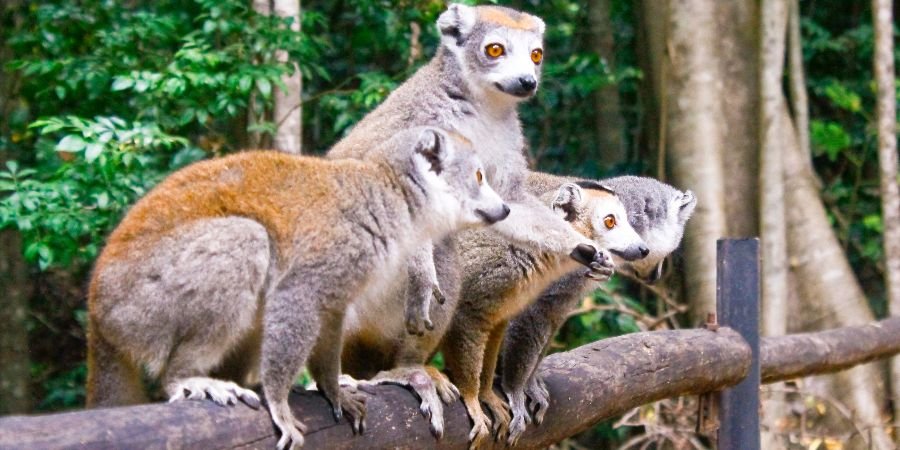 Lemuri nel parco nazionale dell’Ankarana