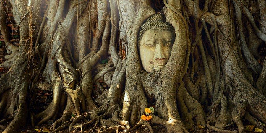 Il Buddha che sorge dall'albero ad Ayutthaya